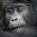 Uganda Gorilla Safari