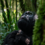 Gorillas in Volcanoes National Park