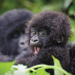 Best Time for Gorilla Trekking