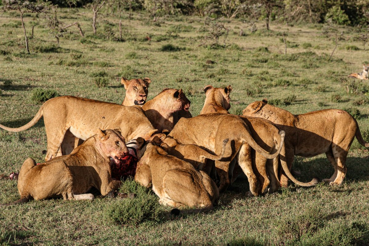 Kenya Wildlife Safaris Tour