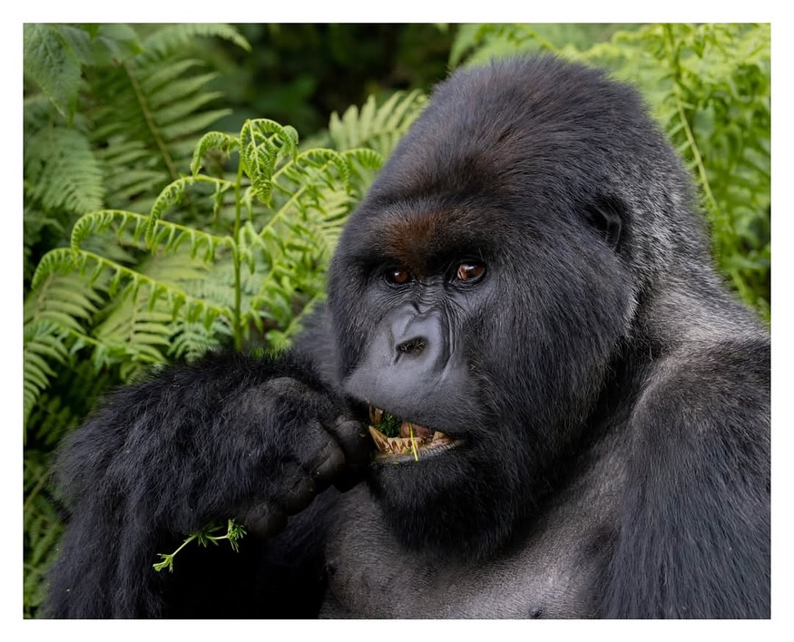 Rwanda gorilla safari from Europe