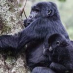 How Close Do You Get to Gorillas During Habituation