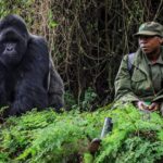 Gorilla Habituation Different from Gorilla Trekking