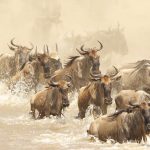 Top 7 reasons for visiting Tanzania