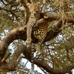 9-Day Tanzania Adventure Safari