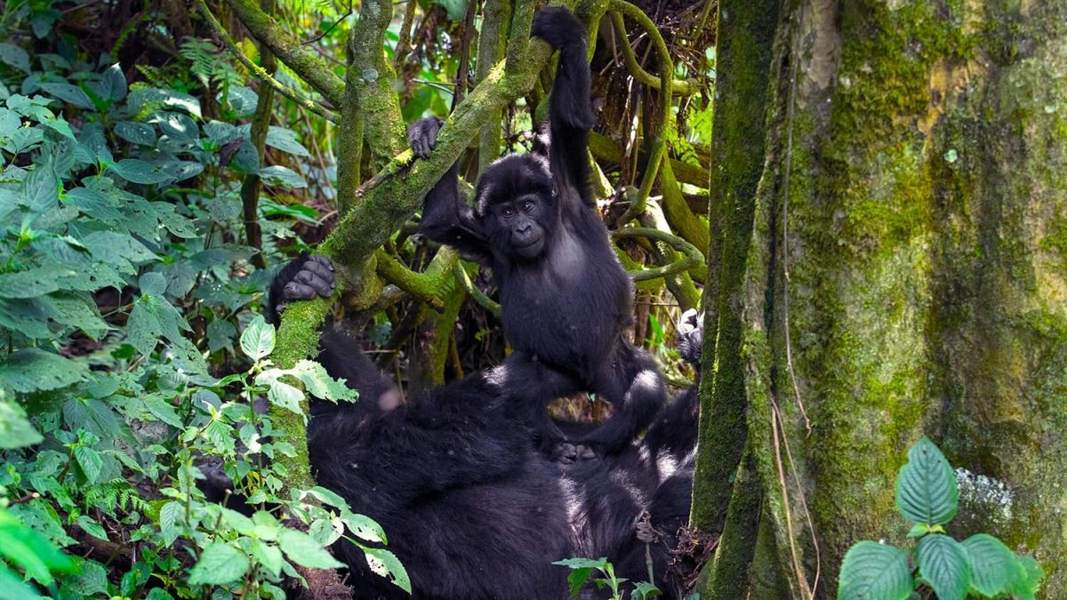 minimum age for gorilla habituation