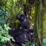 minimum age for gorilla habituation