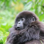 Gorilla Trekking From Victoria Falls