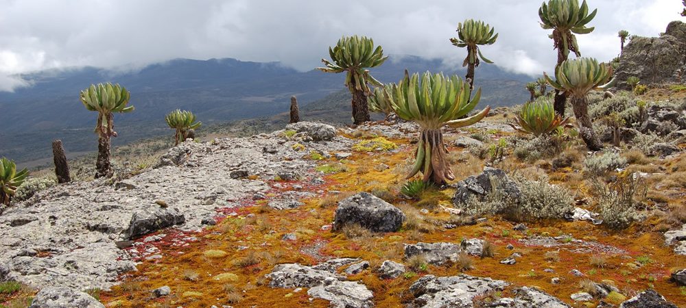 Mount Elgon National Park