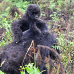 How long does a gorilla habituation experience last