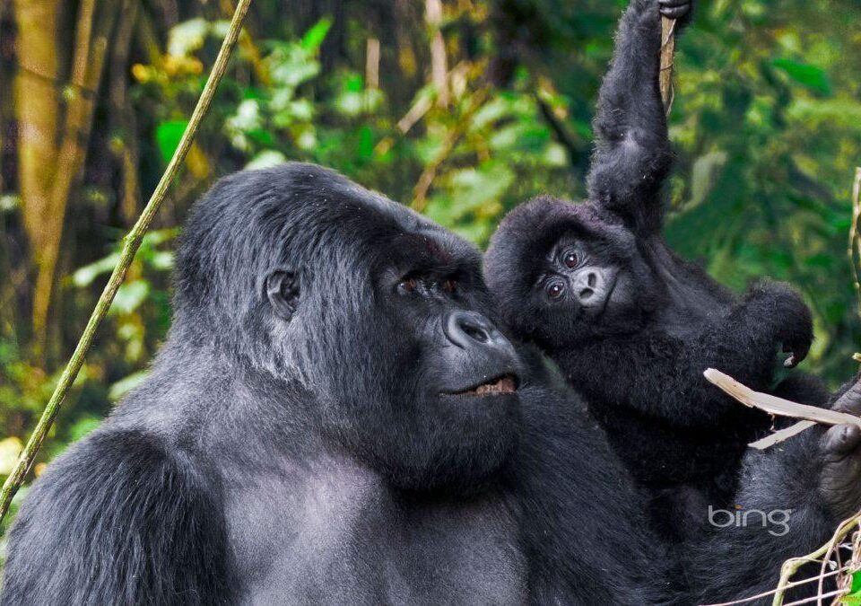 Rwanda Gorilla Trekking Packages