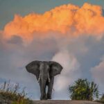 Why Are They Called the Big Five