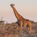 4-Day Murchison Falls Adventure Safari