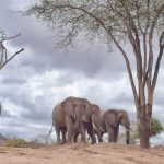 A Big 5 Safari Uganda