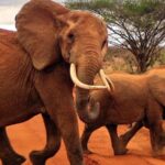 7 Days Tsavo and Amboseli Safari