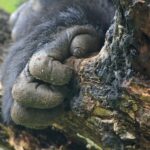 How Much Does a Gorilla Habituation Permit Cost