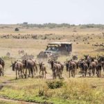 12 Days Kenya Conservation Experience