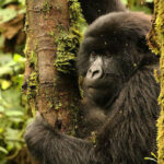 5 Days Uganda Classic Safaris