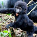 Kenya Safari and Gorilla Trekking