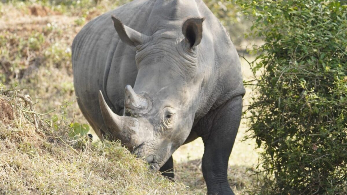 Big Five and Primates Safari