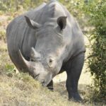 Big Five and Primates Safari