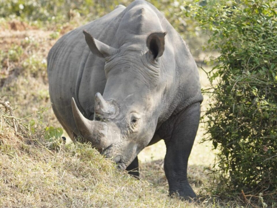 Big Five and Primates Safari