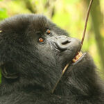 5 Days Rwanda BIG APES Safari