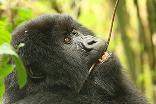 5 Days Rwanda BIG APES Safari