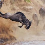 9 Days Masai Mara Migration