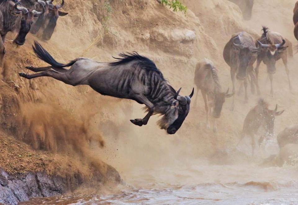 9 Days Masai Mara Migration