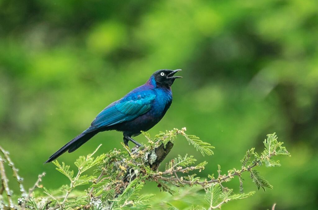 Birding Along the Royal Mile in Budongo