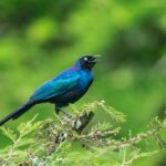 Birding Along the Royal Mile in Budongo