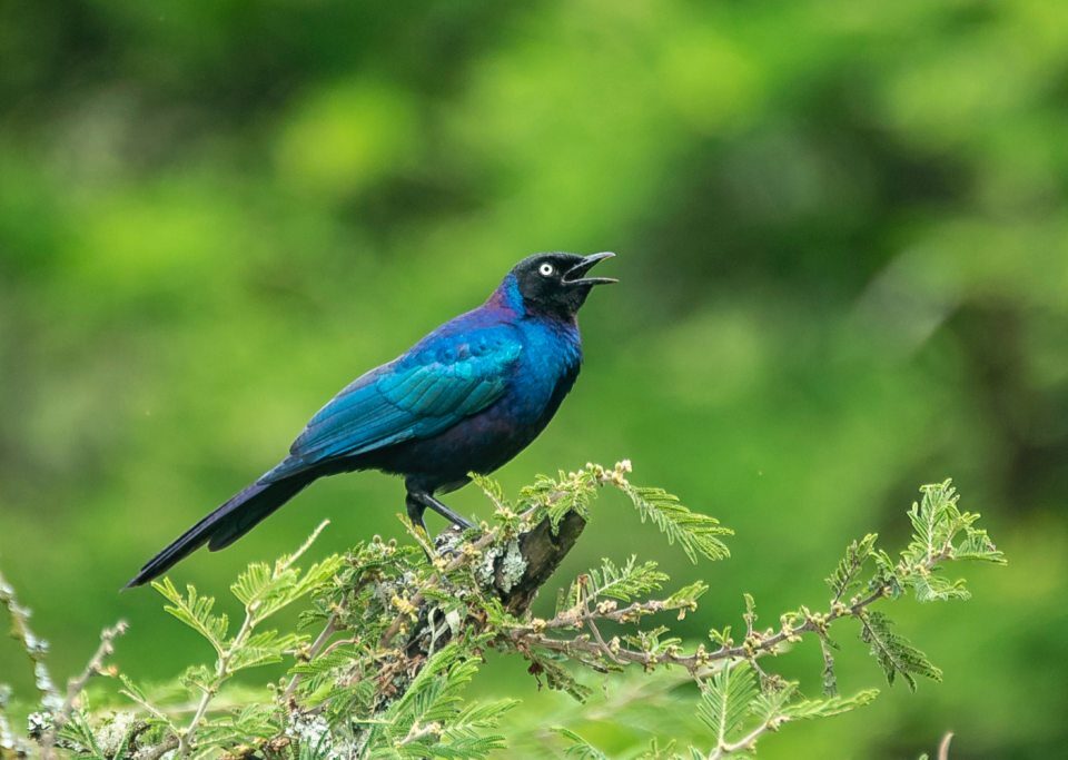 Birding Along the Royal Mile in Budongo
