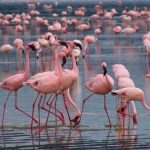 Birdwatching Safaris in Lake Naivasha