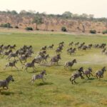 Botswana Zebra Migration