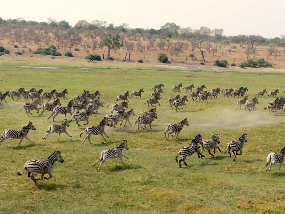 Botswana Zebra Migration