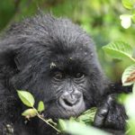 How far is Lake Bunyonyi from Bwindi