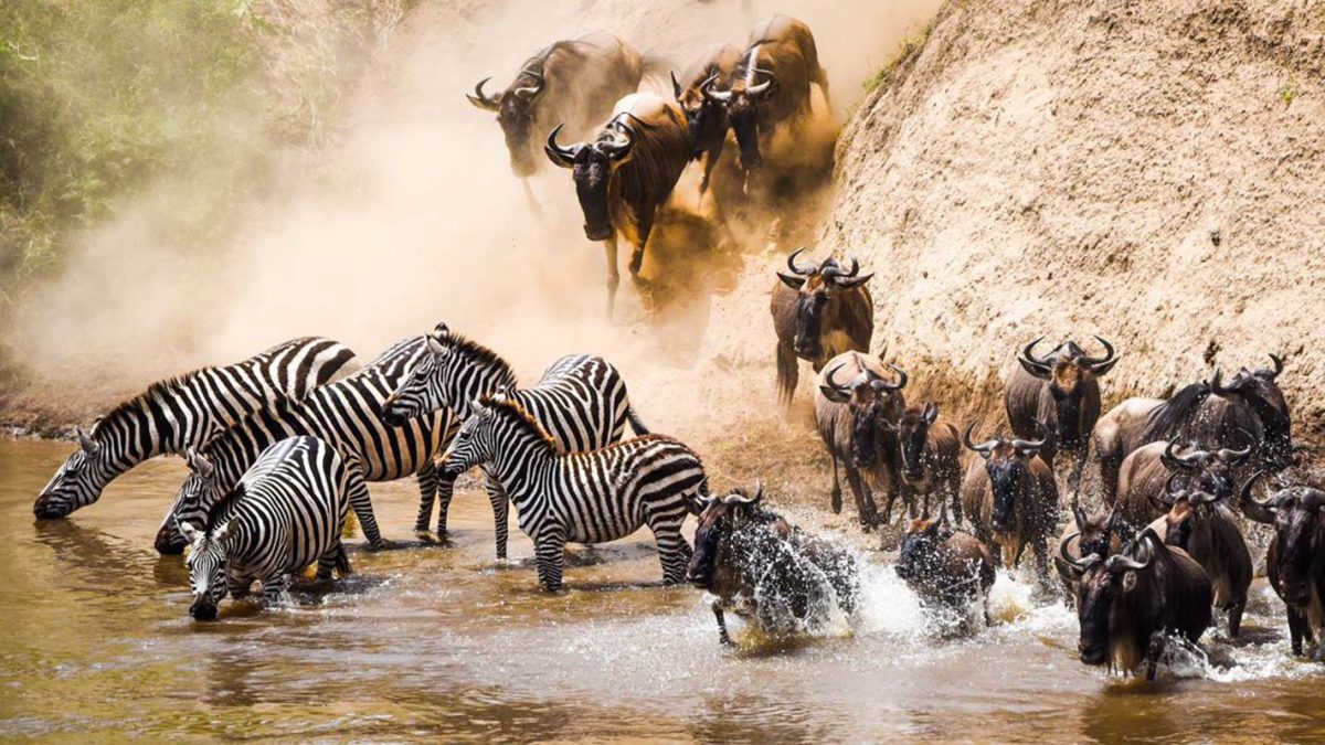 Great Migration Safaris in Ngorongoro