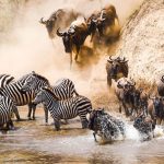 Great Migration Safaris in Ngorongoro