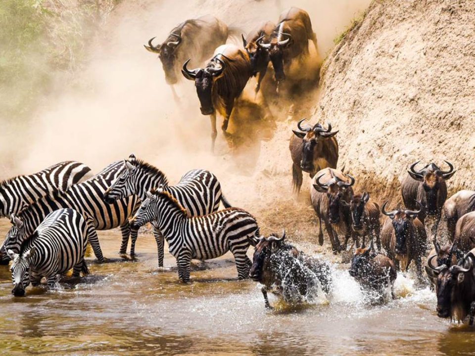 Great Migration Safaris in Ngorongoro