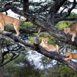Tree-climbing lions in Ishasha