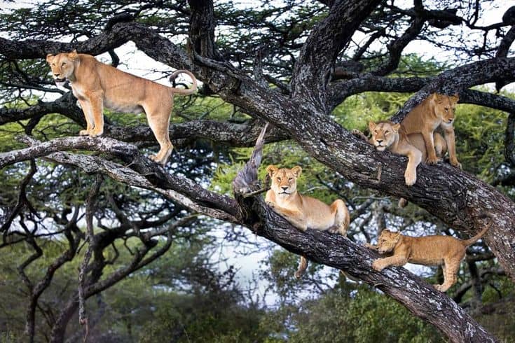 Tree-climbing lions in Ishasha