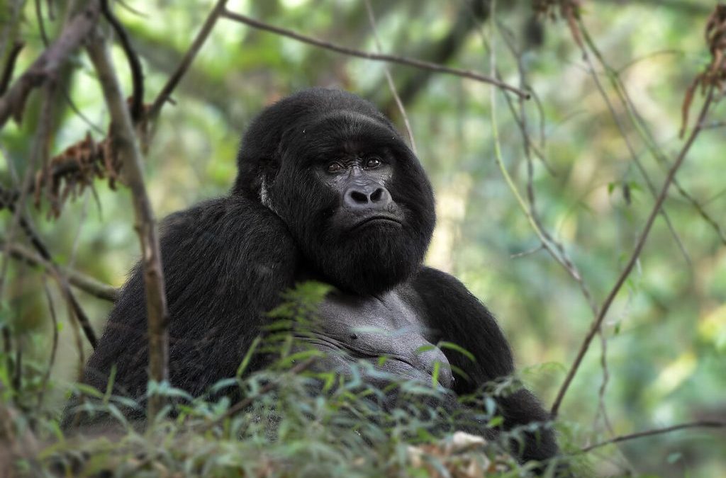 Uganda Rwanda Double Gorilla