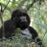 Uganda Rwanda Double Gorilla