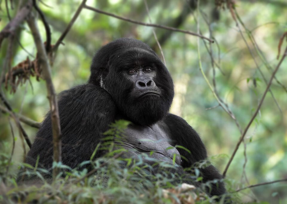 Uganda Rwanda Double Gorilla