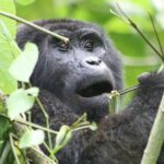 Gorilla Trekking in Rushaga