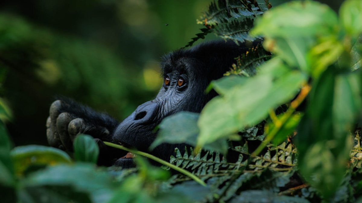 Why is it Called the Impenetrable Forest?