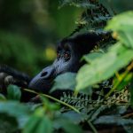 Why is it Called the Impenetrable Forest?