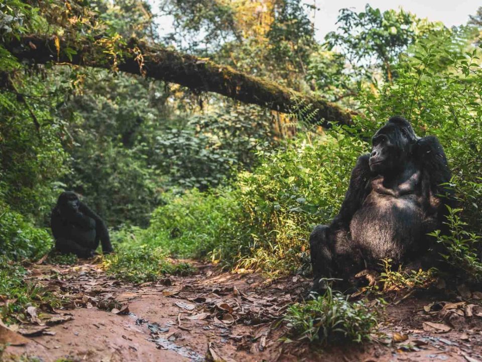 What Makes Uganda Unique