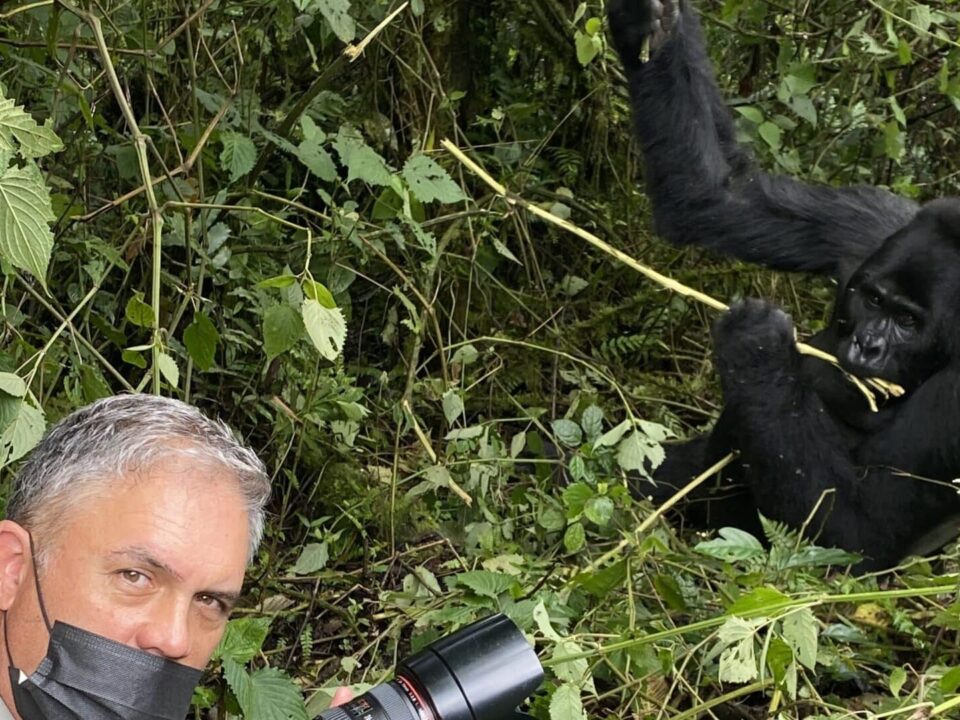 Gorilla Trekking on a Budget